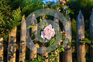 Romantinc pink rose flower in beautiful scenery of old wooden fence.