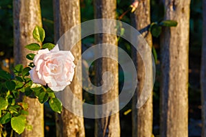 Romantinc pink rose flower in beautiful scenery of old wooden fence.