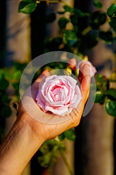 Romantinc pink rose in woman hand, flower in beautiful scenery.