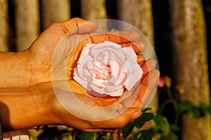 Romantinc pink rose in woman hand, flower in beautiful scenery.