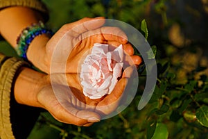 Romantinc pink rose in woman hand, flower in beautiful scenery.