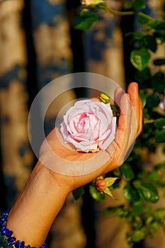 Romantinc pink rose in woman hand, flower in beautiful scenery.