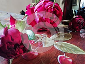 Deep red english  roses for love and romance photo