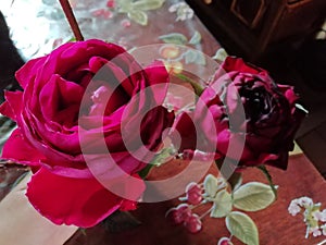 Deep red english roses for love and romance photo