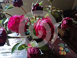 Romantique red English roses for love photo