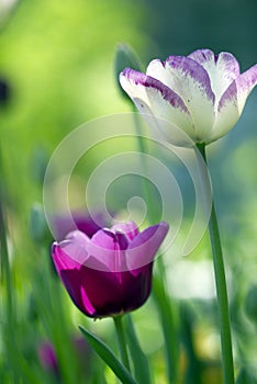 Romantique tulips photo