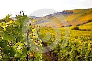 Romatic yellow vineyards during autumn in Rheinhessen photo