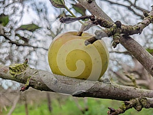 a Rome Beauty apple on the tree