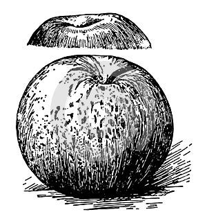 Rome Beauty Apple vintage illustration