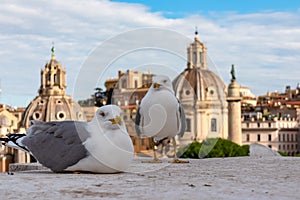 Rome - A close up view of a seagull bird with scenic view from Victor Emmanuel II monument at Piazza Venezia on Rome, Europe