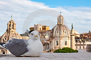 Rome - A close up view of a seagull bird with scenic view from Victor Emmanuel II monument at Piazza Venezia on Rome, Europe