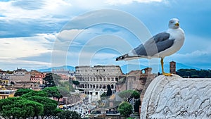 Rome - A close up view of a seagull bird with scenic view from Victor Emmanuel II monument at Piazza Venezia on Rome, Europe