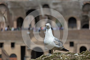 Rome. Inside the Colosseum, the Flavian amphitheatre. History of the Roman Empire