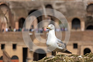 Rome. Inside the Colosseum, the Flavian amphitheatre. History of the Roman Empire