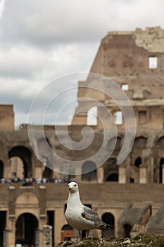 Rome. Inside the Colosseum, the Flavian amphitheatre. History of the Roman Empire