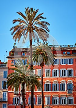 Rome Italy. High Palm tree at piazza