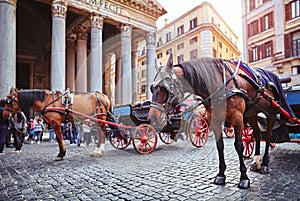 Rome, Italy. Horse at Rotunda square. Piazza della Rotonda