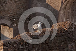Rome, Italy - June 27, 2010: A gull looking for food in Rome