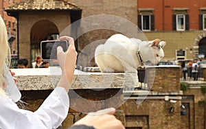 Rome, Italy-October 07, 2018: girl taking pictures on her smartphone cute white cat sitting on the Plaza Largo Di Torre photo