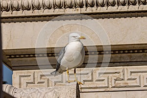 The seagulls that populate Rome photo
