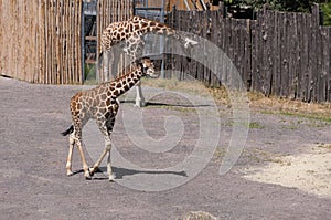 Young Giraffes at Bioparco photo