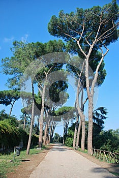 Rome, Palatine. Pine
