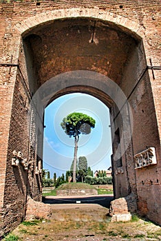Rome, Palatine. Pine