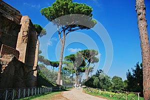 Rome, Palatine. Pine