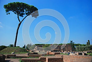 Rome, Palatine. Pine