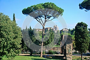 Rome, Palatine. Pine