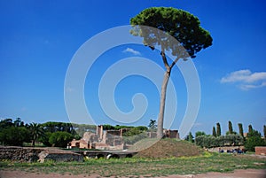 Rome, Palatine. Pine
