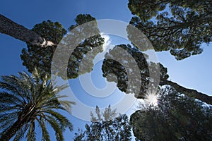 Rome - The pines of Villa Torlonia