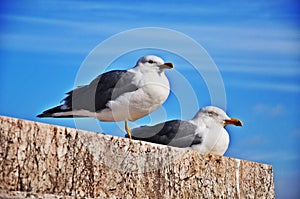 Rome Seagull
