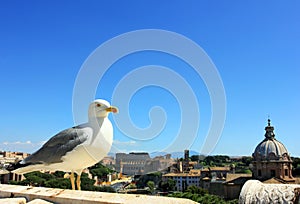 Rome, seagull and colosseum, Italy