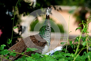 Rome-Visit to the Biopark. photo