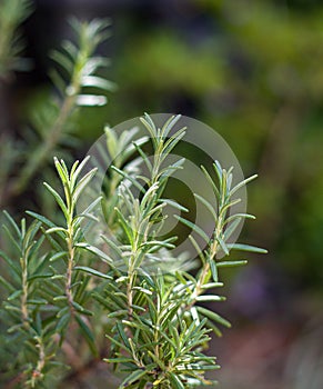 Romero, a.k.a. rosemary with evergreen, needle-like leaves