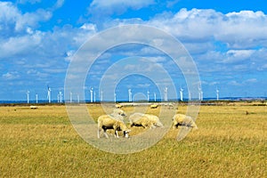 Romney Marsh sheep pasture summer day view Kent England photo