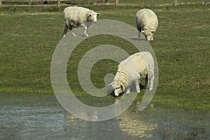 Romney Sheep