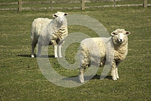 Romney Sheep
