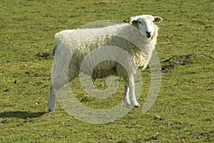 Romney Sheep