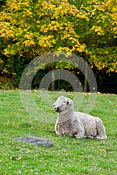Romney Sheep