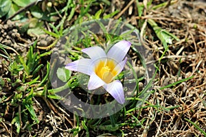 Romulea bulbocodium flowering plant with six white to violet tepals and yellow center surrounded with long and slender green
