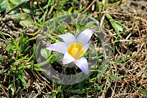Romulea bulbocodium flowering plant with six white to violet tepals and yellow center surrounded with long and slender green photo