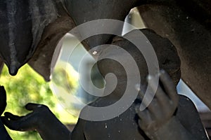 Romulus at Bolza Castle, Szarvas, Hungary