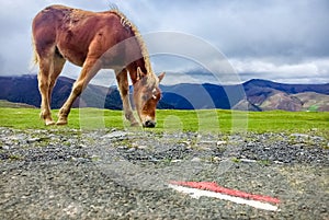 Roncesvalles, Spain - Wild Mountain Horse Grazing off of the Way of St James Camino de Santiago