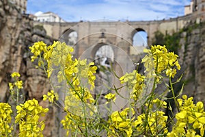 Flowers in Ronda, Andalusian town in Spain at the Puente Nuevo Bridge over the Tajo Gorge, pueblo blanco