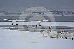 Rongcheng swan lake