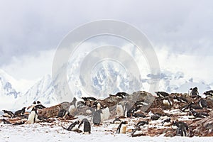 Ronge Island penguin rookery, Antarctica