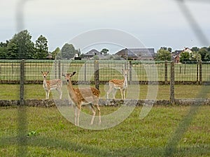 Roo deer fauns in a fenced meadow