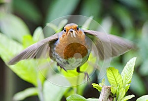 Roodborst, European Robin, Erithacus rubecula